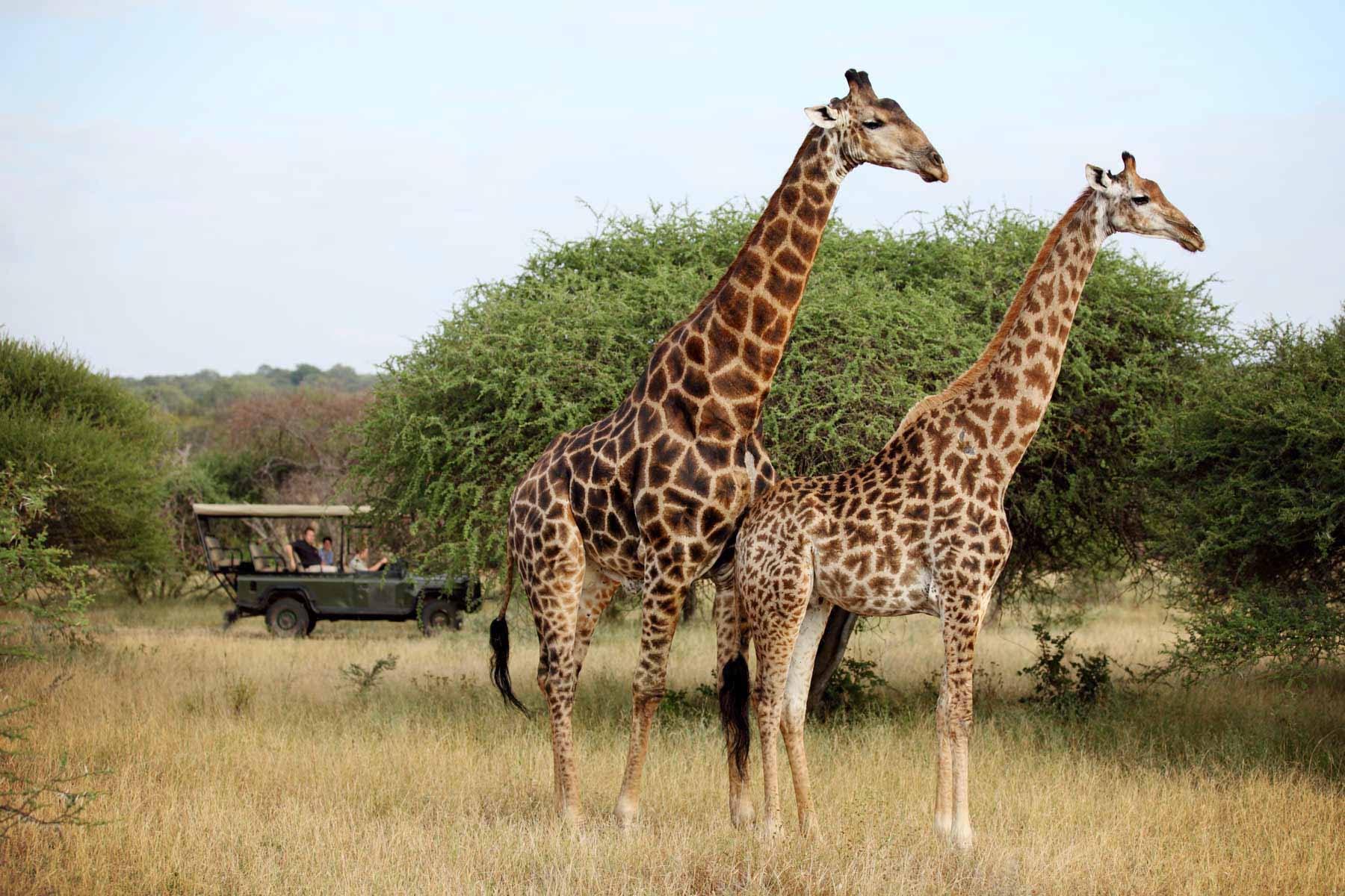 Safari & Wildlife Tours
